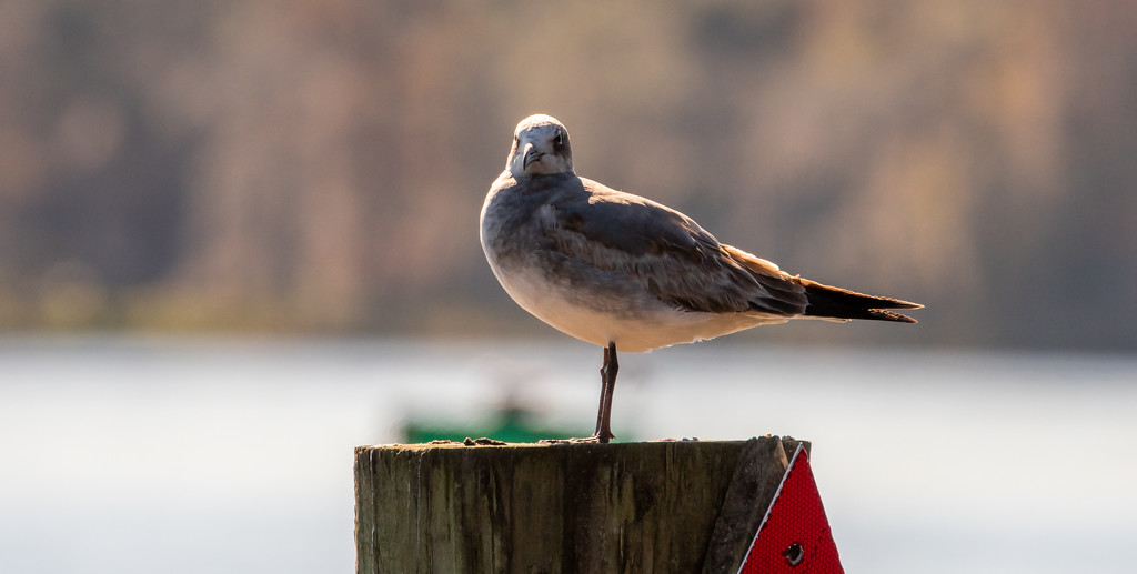 Seagull Posing for It's Picture! by rickster549