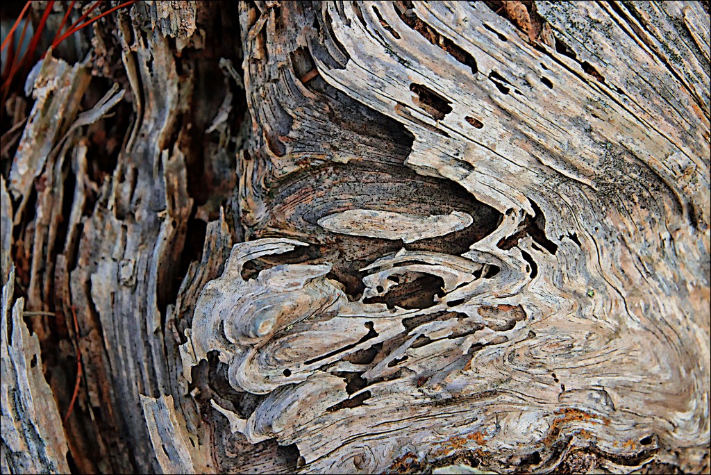 Wooden Whirlwind by olivetreeann