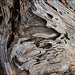 Wooden Whirlwind by olivetreeann