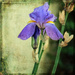 The last Iris for this season by ludwigsdiana