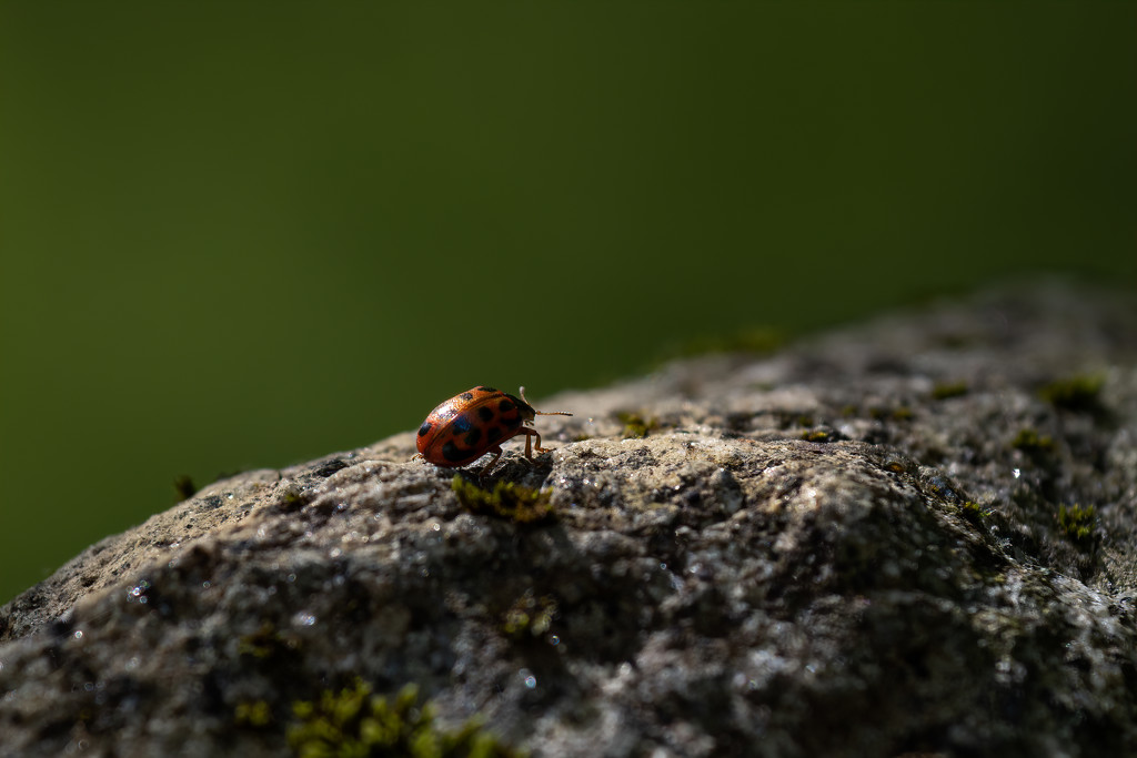 The long Haul... best on black. by teriyakih