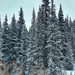 Snowy Pines  by harbie