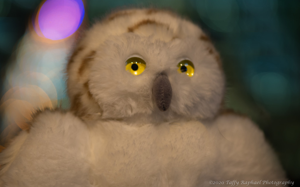 Snowy Owl Visits Chicago by taffy