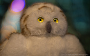 25th Dec 2020 - Snowy Owl Visits Chicago