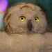 Snowy Owl Visits Chicago by taffy