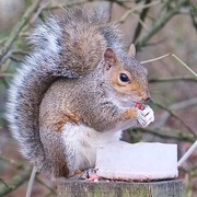 18th Sep 2020 - Scottish squirrel.