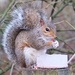 Scottish squirrel. by johnfalconer