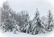 26th Dec 2020 - Snow on pine trees