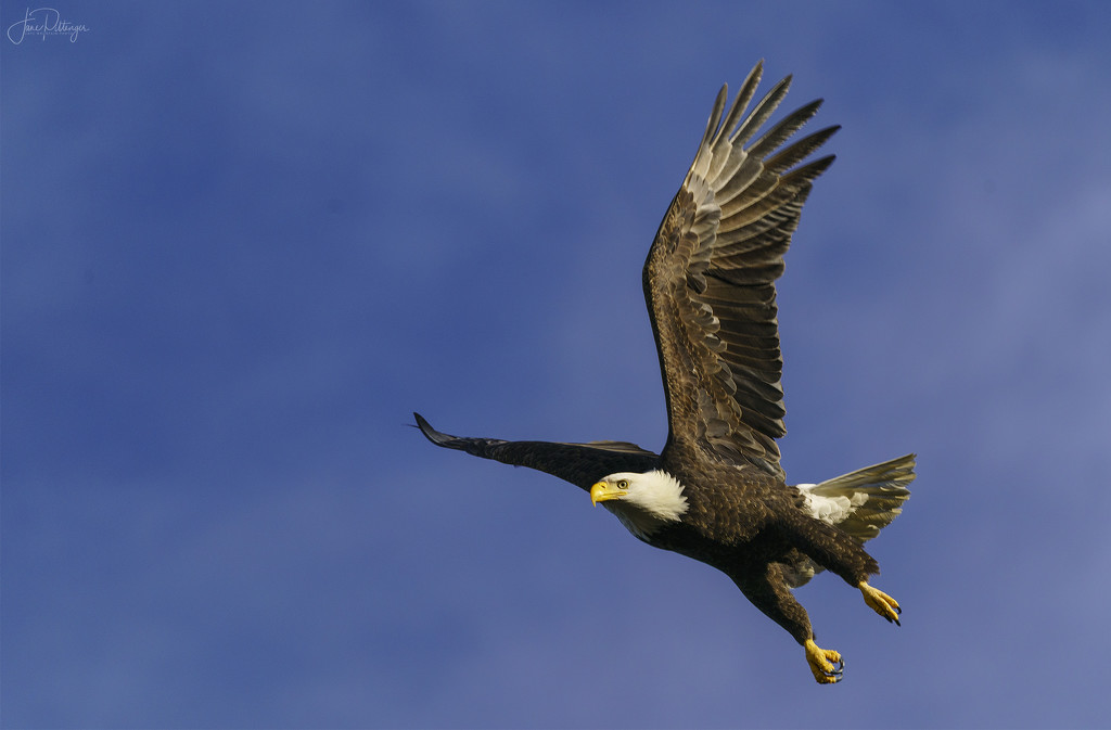 Bald Eagle Taking Off  by jgpittenger