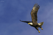 26th Dec 2020 - Bald Eagle Taking Off 