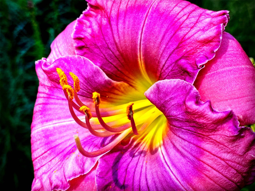 Close up flower by jeffjones