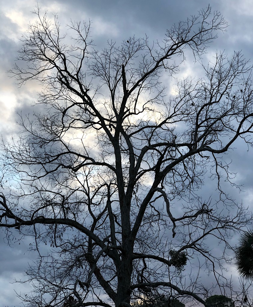 Winter-bare pecan tree at Hampton Park.. by congaree
