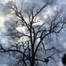 Winter-bare pecan tree at Hampton Park.. by congaree