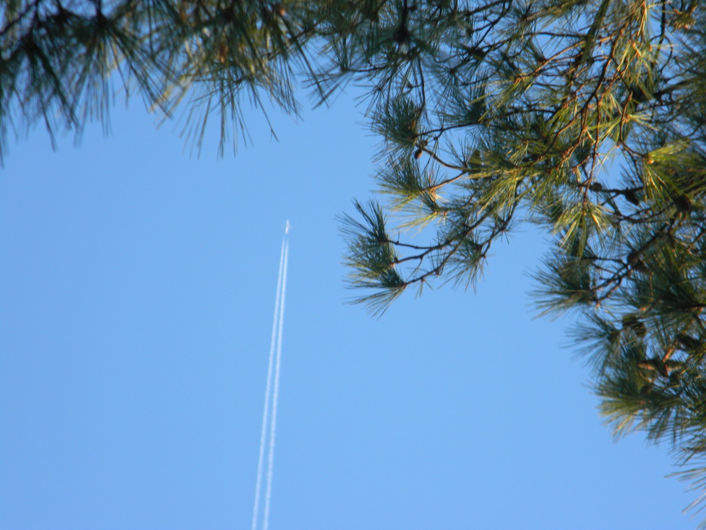 Plane Headed Into Pine Trees by sfeldphotos