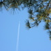 Plane Headed Into Pine Trees by sfeldphotos