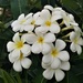  Frangipani Obtusa   (plumeria obtusa )     by happysnaps