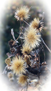 27th Dec 2020 - Pityopsis graminifolia seed heads...