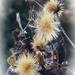 Pityopsis graminifolia seed heads... by marlboromaam