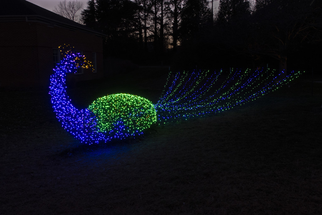 Holiday Peacock by timerskine