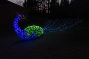 26th Dec 2020 - Holiday Peacock