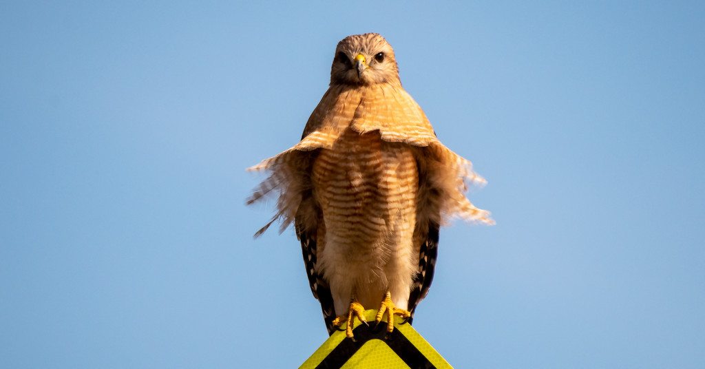Red Shouldered Hawk in the Breeze! by rickster549