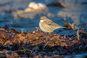 26th Dec 2020 - Another Yellow-rumped Warbler by the beach
