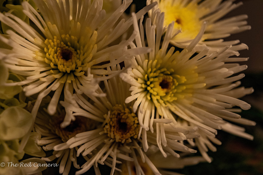 Detail of a Bouquet  by theredcamera