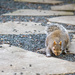 Slinking Squirrel by jyokota