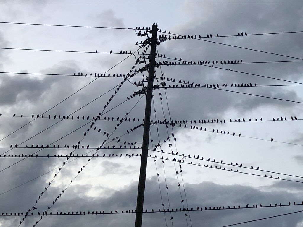 And a hundred starlings on the power lines! by homeschoolmom