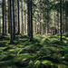 Swedish Fairy Tale Forest by lily