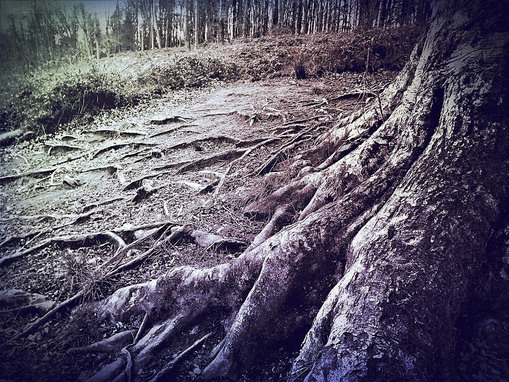 Rooted by ajisaac