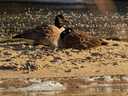 25th Dec 2020 - Canada geese