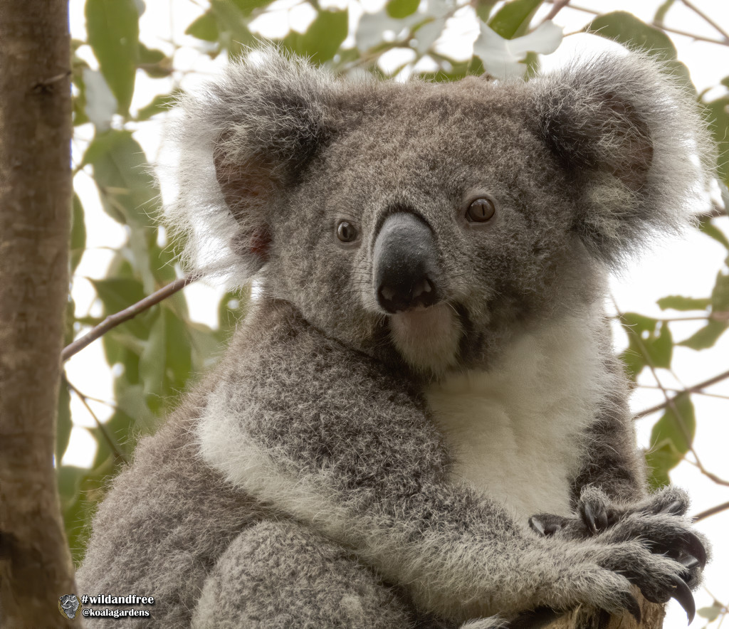 Meggs is back by koalagardens