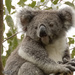 Meggs is back by koalagardens