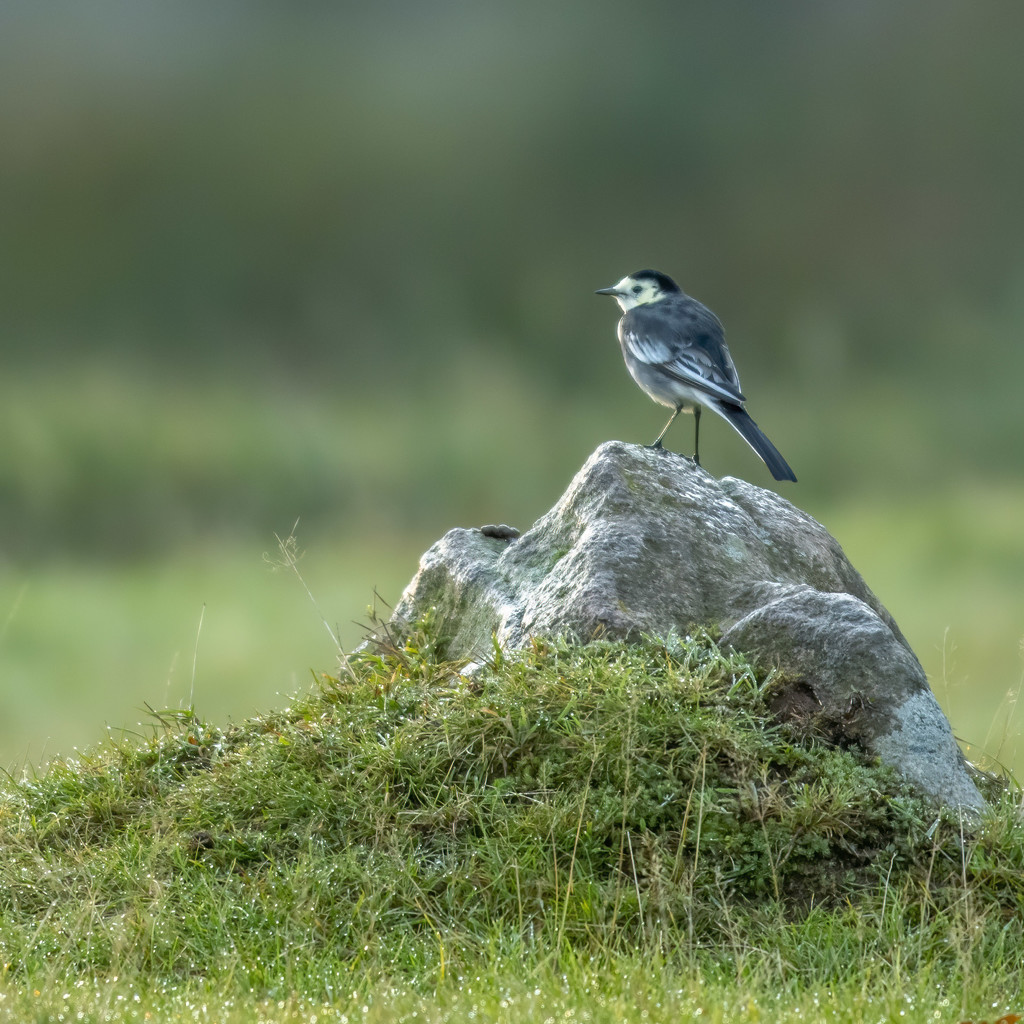 Pied Wagtail by shepherdmanswife