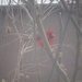Cardinal Outside My Window by spanishliz