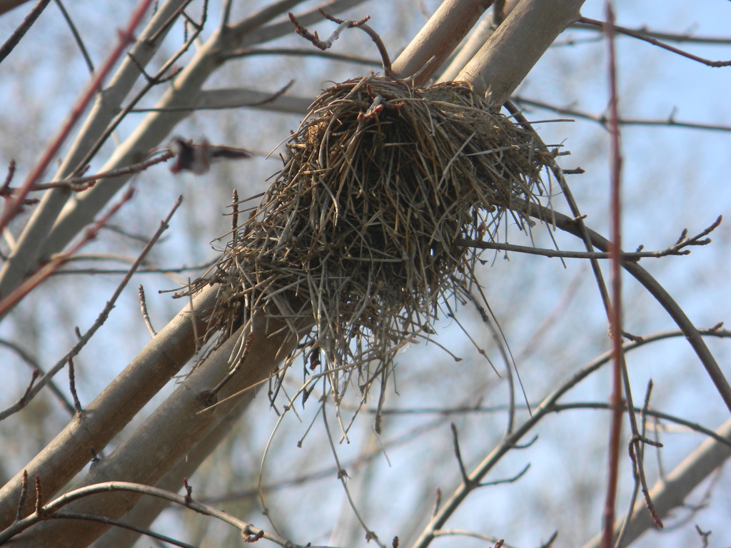Bird's Nest in Tree by sfeldphotos