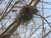 27th Dec 2020 - Bird's Nest in Tree