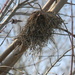 Bird's Nest in Tree by sfeldphotos