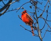 27th Dec 2020 - LHG-Cardinal enjoying warm sunshine