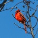 LHG-Cardinal enjoying warm sunshine by rontu