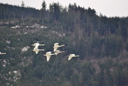 25th Dec 2020 - Trumpeter Swans in Flight