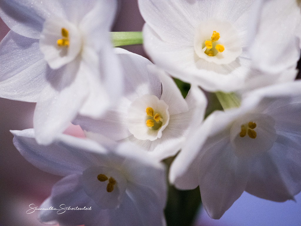 Paper whites by sschertenleib