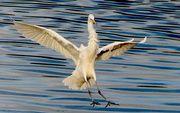 27th Dec 2020 - Coming in for a Soft Landing