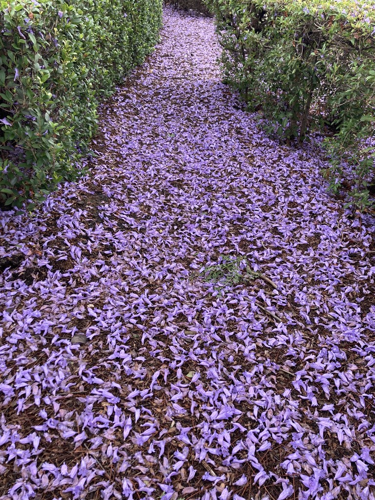 Follow the Purple Path. by alisonjyoung
