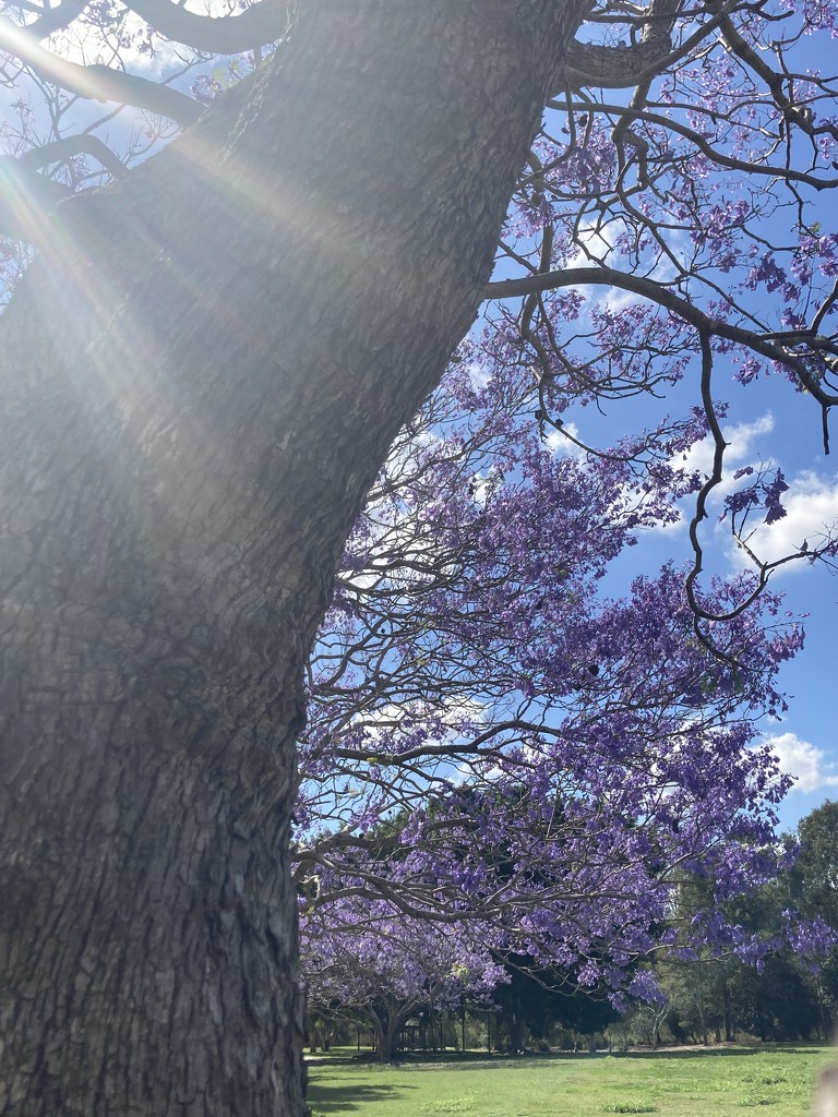 Jacaranda by alisonjyoung