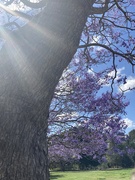 2nd Nov 2020 - Jacaranda