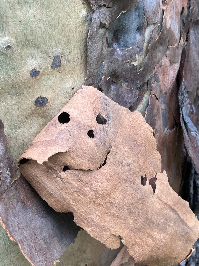 Bark Face by alisonjyoung