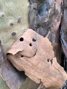 8th Nov 2020 - Bark Face