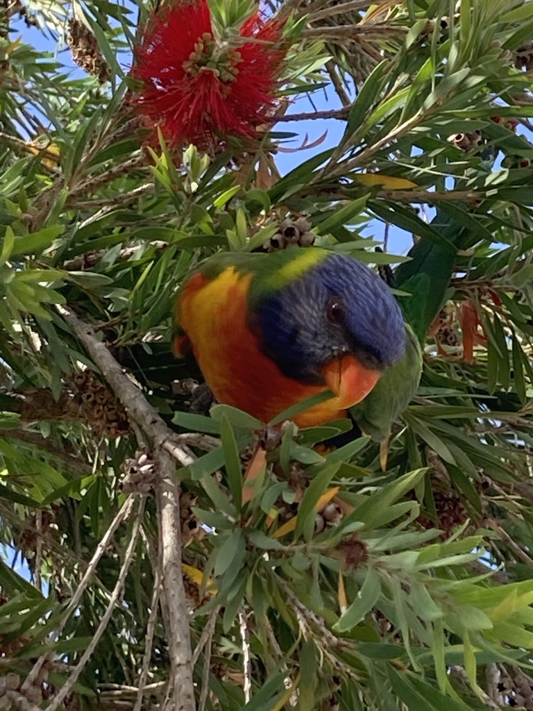 Cheeky Chap by alisonjyoung